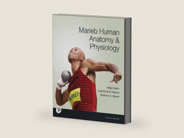 Marieb Human Anatomy & Physiology, 12th edition by Katja Hoehn | barcode:9780138242732 | source:'9780138242732-right-three-quarter.jpg