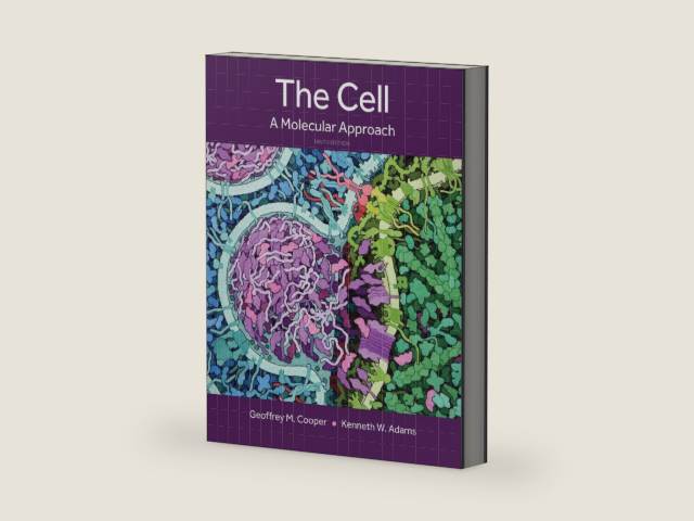 The Cell: A Molecular Approach by Geoffrey Cooper | barcode:9780197583722 | source:'9780197583722-right-three-quarter.jpg