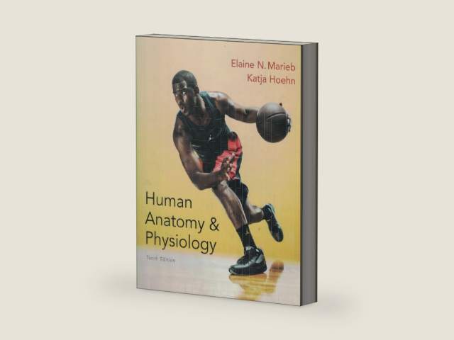 Human Anatomy & Physiology (Marieb, Human Anatomy & Physiology) Standalone Book by Elaine N. Marieb | barcode:9780321927040 | source:'9780321927040-right-three-quarter.jpg