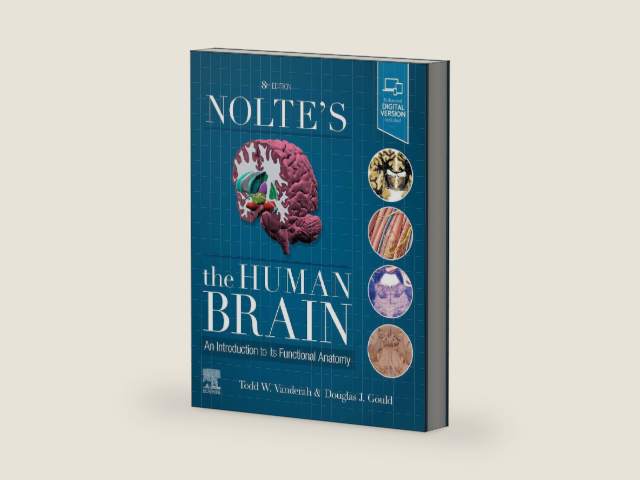 Nolte's The Human Brain: An Introduction to its Functional Anatomy by Todd W. Vanderah PhD | barcode:9780323653985 | source:'9780323653985-right-three-quarter.jpg