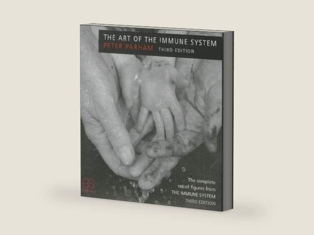 The Art of The Immune System, Third Edition by Peter Parham | barcode:9780815344292 | source:'9780815344292-right-three-quarter.jpg