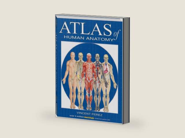 Atlas Of Human Anatomy (Quickstudy Books) by Vincent Perez | barcode:9781423201724 | source:'9781423201724-right-three-quarter.jpg