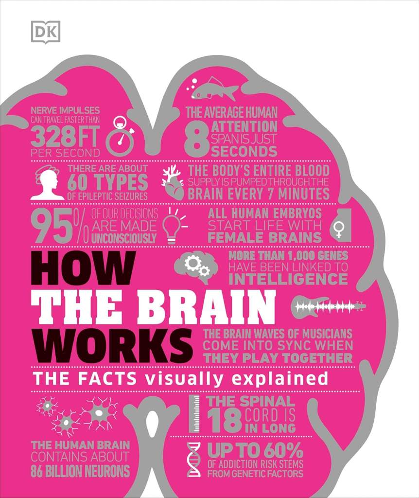 How the Brain Works: The Facts Visually Explained (DK How Stuff Works) by DK | barcode:9781465489791 | source:'9781465489791.jpg