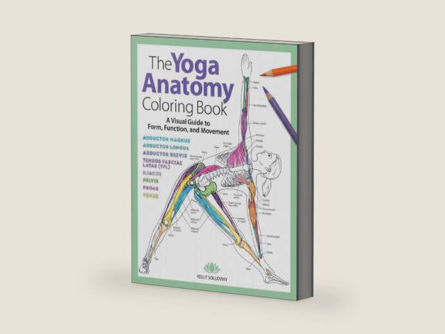 Yoga Anatomy Coloring Book: A Visual Guide to Form, Function, and Movement - An Educational Anatomy Coloring Book for Medical Students, Yoga Enthusiasts, Teachers & Adults (Volume 1) by Kelly Solloway | barcode:9781640210219 | source:'9781640210219-right-three-quarter.jpg